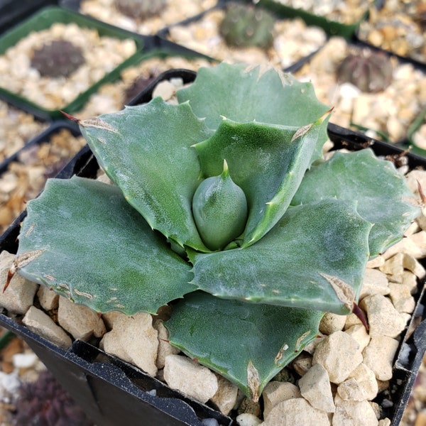 Agave isthmensis - Dwarf Butterfly Agave