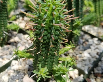 Euphorbia mammillaris corn cob