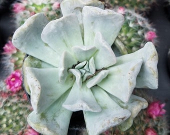 Echeveria 'Topsy Turvy'