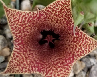 Huernia saudi arabica