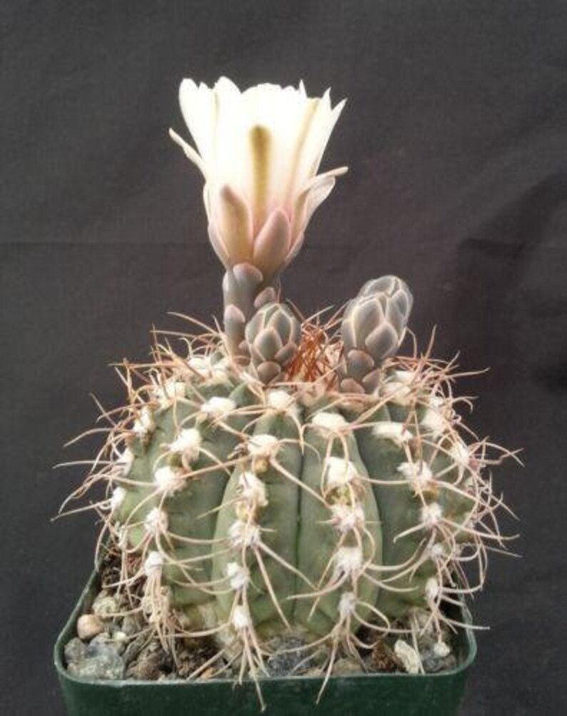 Gymnocalycium piricarpum Cactus Cacti Real Live Succulent Plant