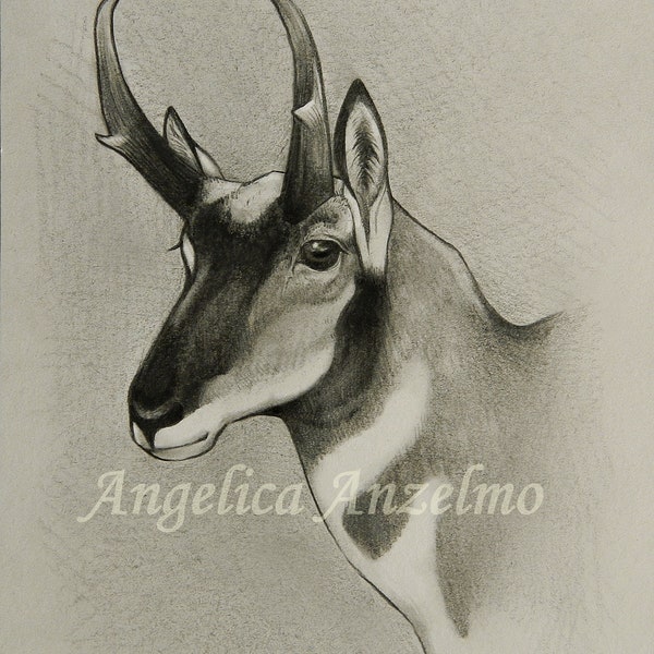 Antelope Graphite Giclee Art Print Drawing