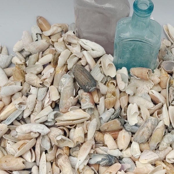 Bulk Seashells Etsy
