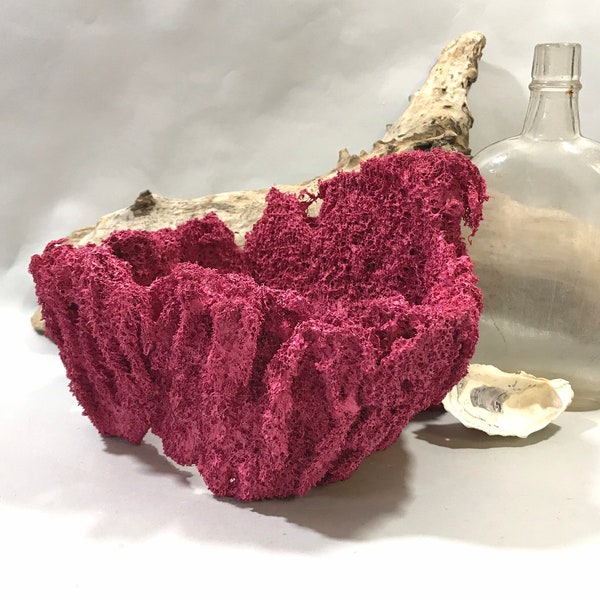 Pink Sea Sponge Decor - Coral Reef Decor - Terrarium Decor - Beach Decor