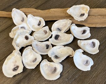 3” - 4” Semi Flat Large White Oyster Shells - Oyster Card Holder - Beach Trinket Dish - Beach Wedding Decor - DIY Craft Shells