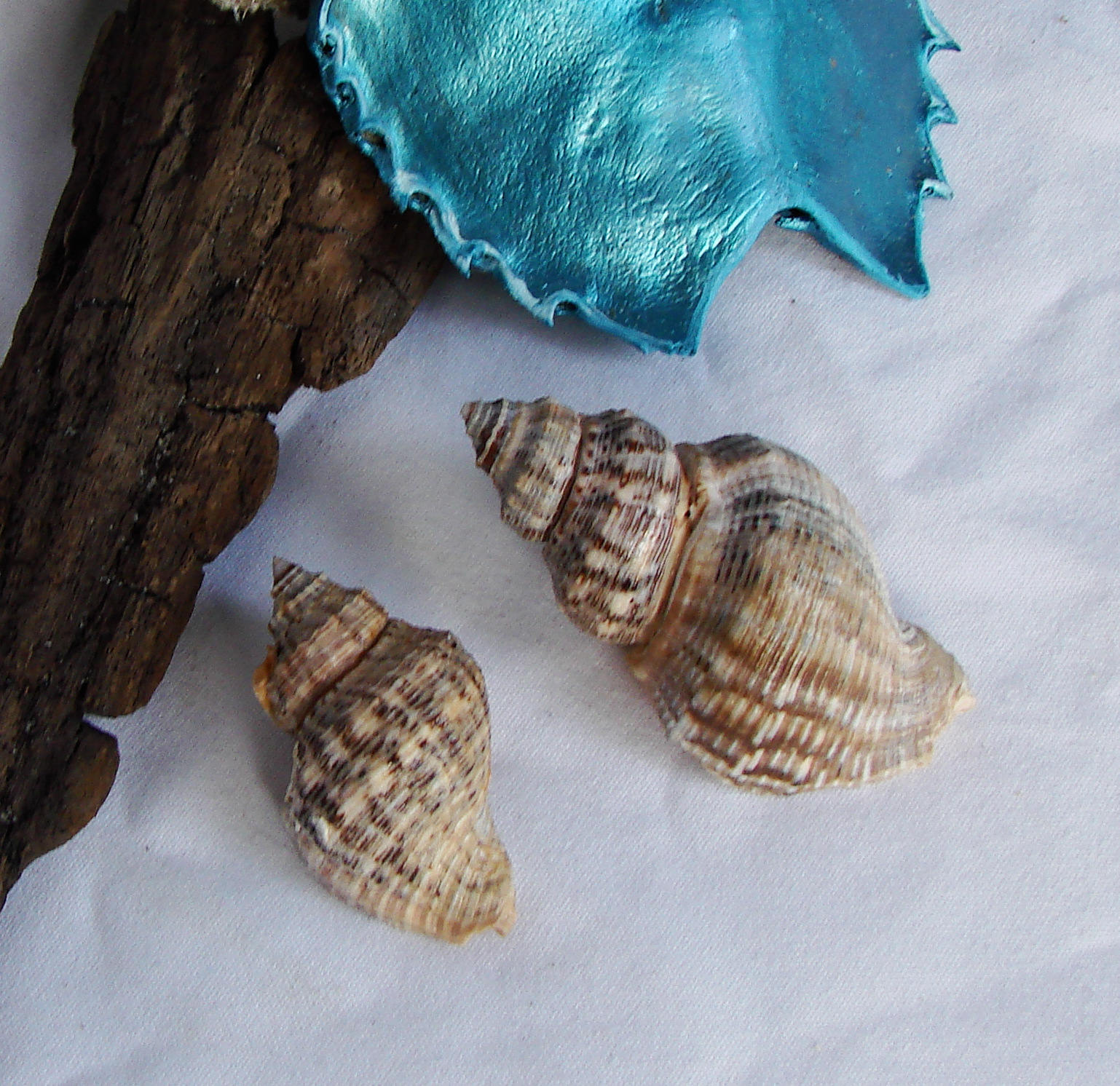 200 Stück Natürliche Muscheln Mini Conch Strand Hochzeit Aquarium Handwerk Dekor