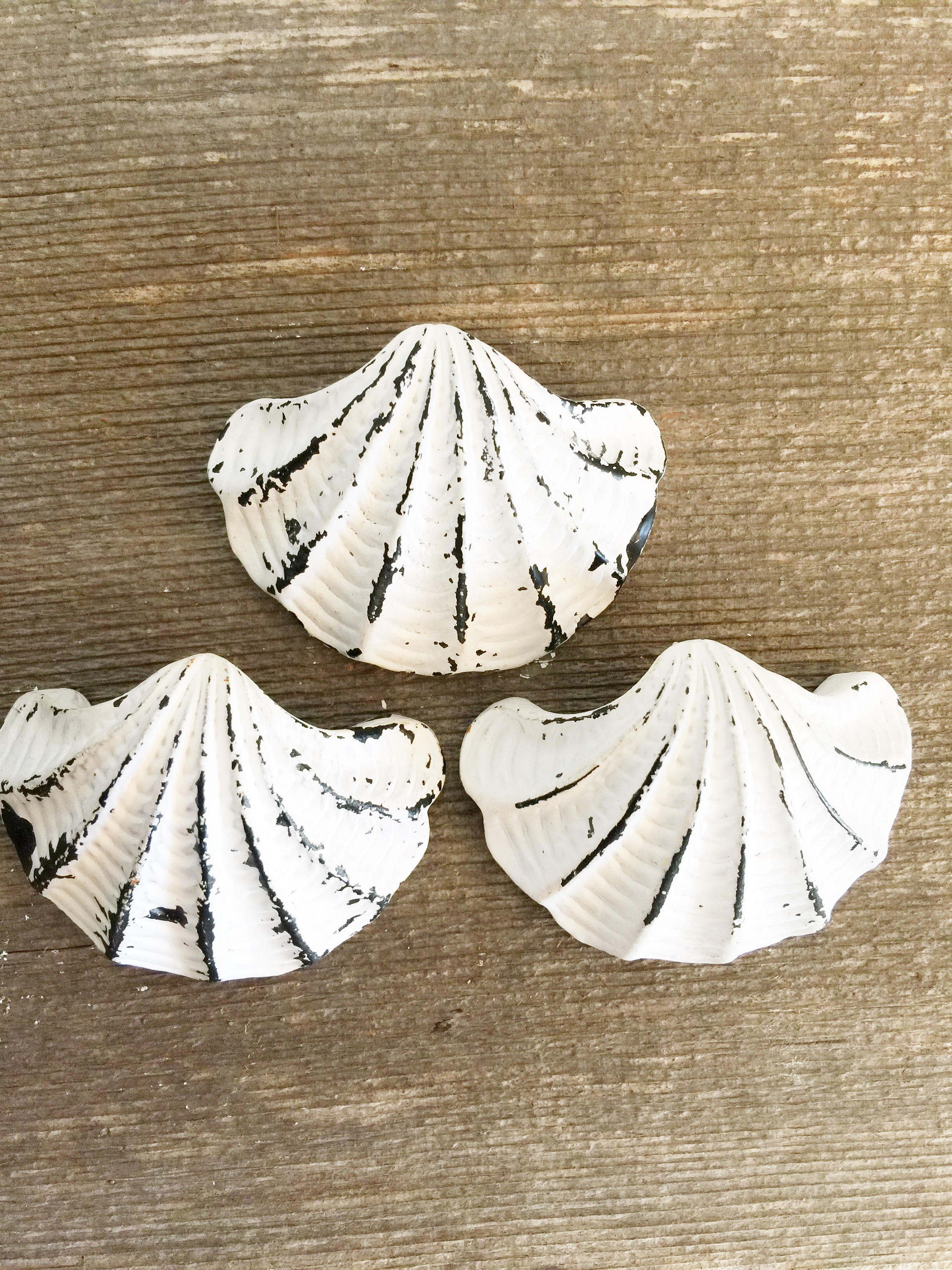 Sea Shell Knobs Nautical Kitchen Knobs Bathroom