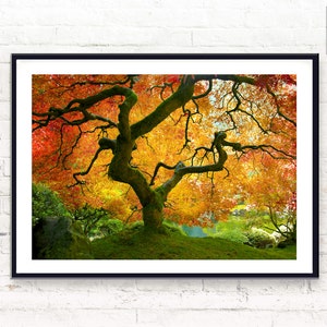Impression botanique ~ Impression nature automnale ~ Érable du Japon ~ Décoration de jardin ~ Grande affiche imprimable ~ Téléchargement numérique ~ Décoration d'intérieur