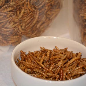 Non-GMO Dried Mealworms High-Protein Meal Worm Treats Perfect for Your Chickens,Ducks,Wild Birds,Turtles,Hamsters,Fish,and Hedgehogs, image 2