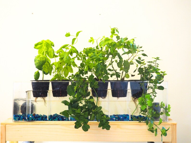 aquaponics systems for sale in trinidad - aquaponic