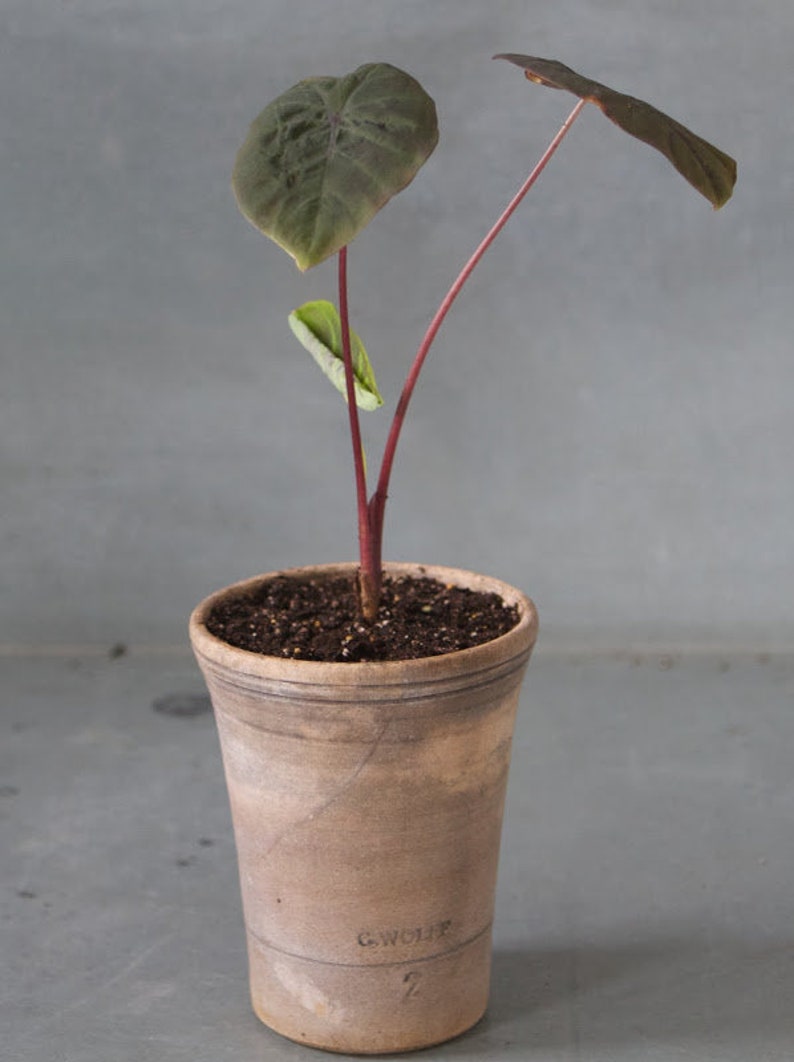 LIVE Colocasia Black Sapphire Gecko Elephant Ears Etsy