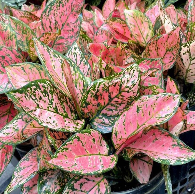 LIVE Aglaonema  Wishes Hot Pink  Etsy