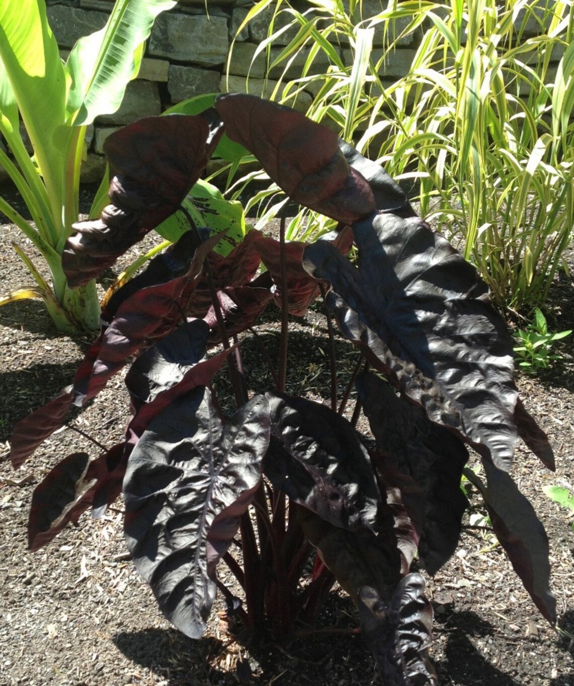 Live Plant ColocAsia 'Black Ripple' Elephant Ear Etsy