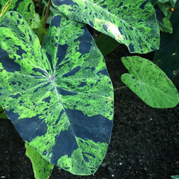 LIVE Colocasia "Mojito" Stunning Tropical Starter Plant!