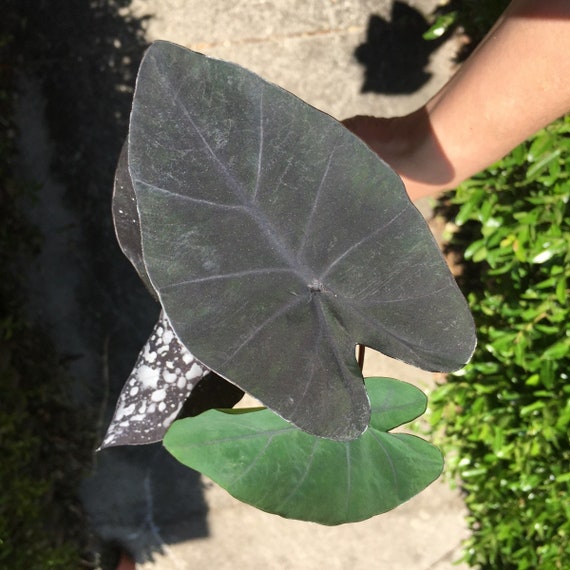 LIVE Colocasia Electric Blue Gecko Elephant Ears STARTER Etsy