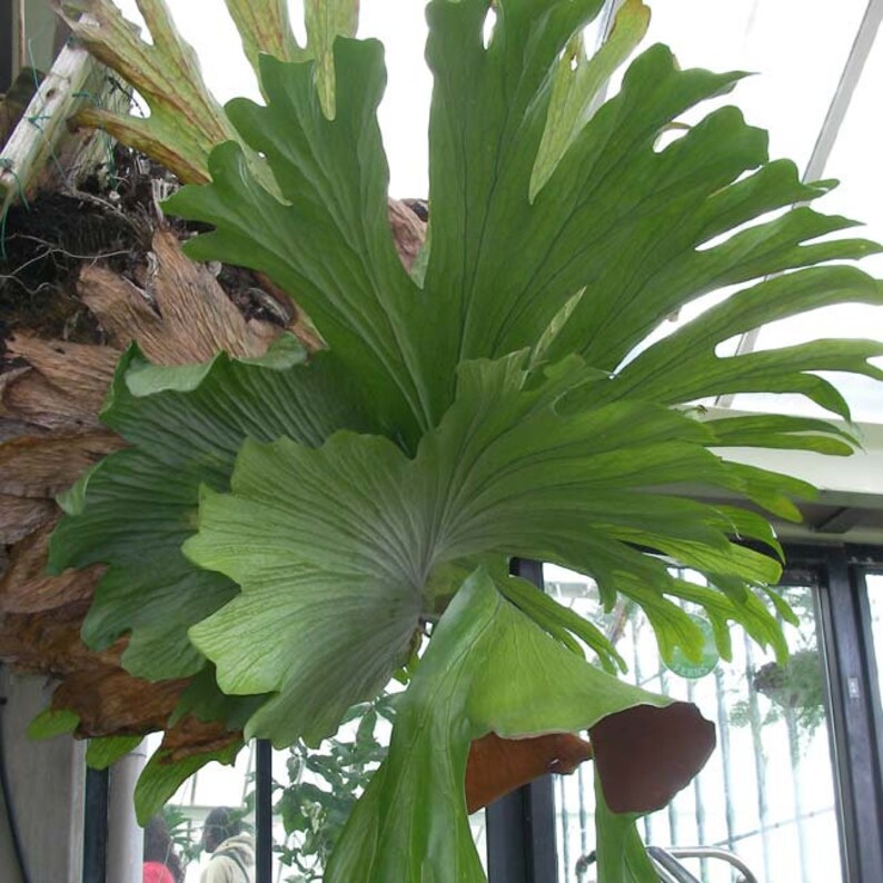 LIVE Platycerium Superbum Giant Staghorn Fern Starter Plant Etsy