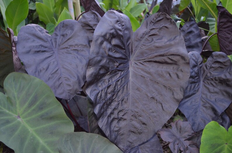 LIVE Colocasia Black Sapphire Gecko Elephant Ears Etsy