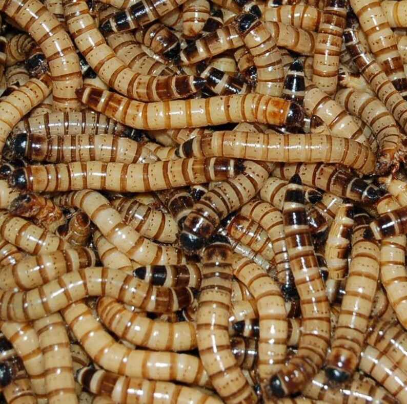 100 GIGANTIC Monster Super Mealworms Etsy