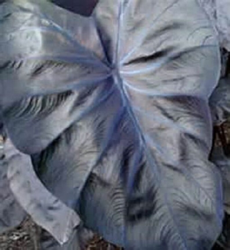 LIVE Colocasia Black Sapphire Gecko Elephant Ears Etsy