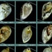 see more listings in the Agate, Opal, Quartz section