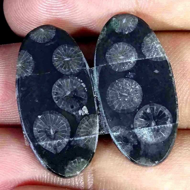 24.30 Cts 100/% Natural Black Fossil Coral Pair Cabochon Loose Black Fossil Cabochon Gemstone Pair Flat Back Match Pair