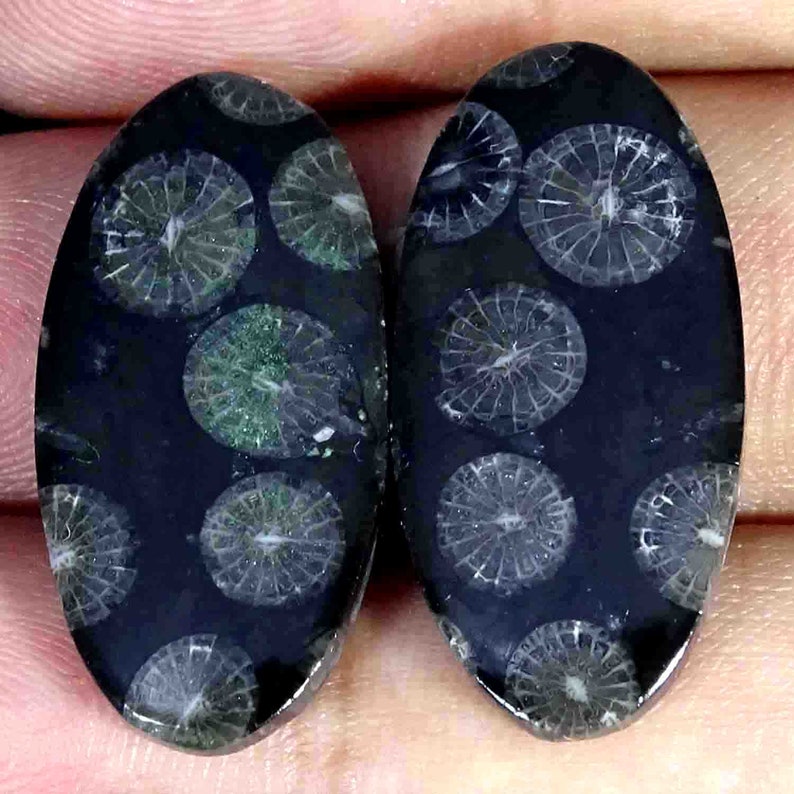 24.30 Cts 100/% Natural Black Fossil Coral Pair Cabochon Loose Black Fossil Cabochon Gemstone Pair Flat Back Match Pair
