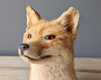 Amazing Vintage French Taxidermy Fox, Naturalised Fox, Zoology, Hunting Trophy, Man Cave, Cabinet of Curiosity, French Brocante   M2226