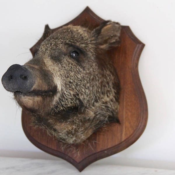 Vintage French Taxidermy Wild Boar Head, Wall Mounted Hunting Trophy, Man Cave, Boys Room LARGE