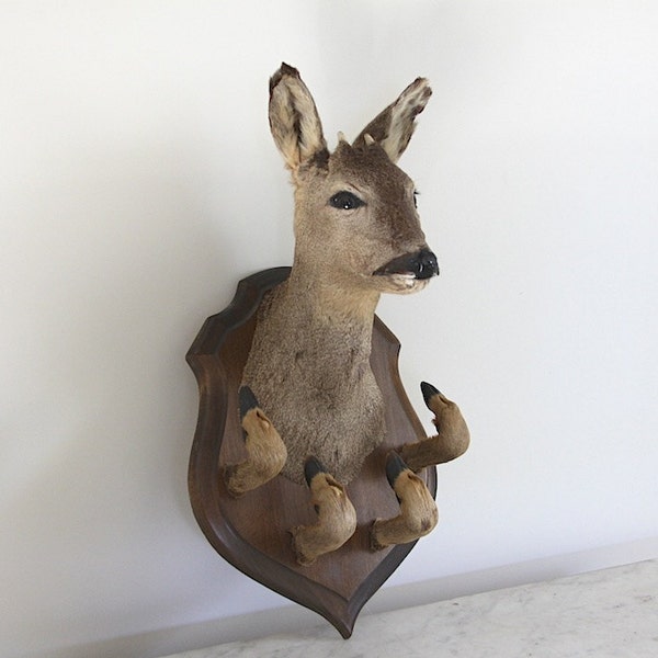 Vintage French Taxidermy Mounted Deer, Wall Mounted Hunting Trophy, Man Cave, Boys Room, Hat Rack, Coat Hook