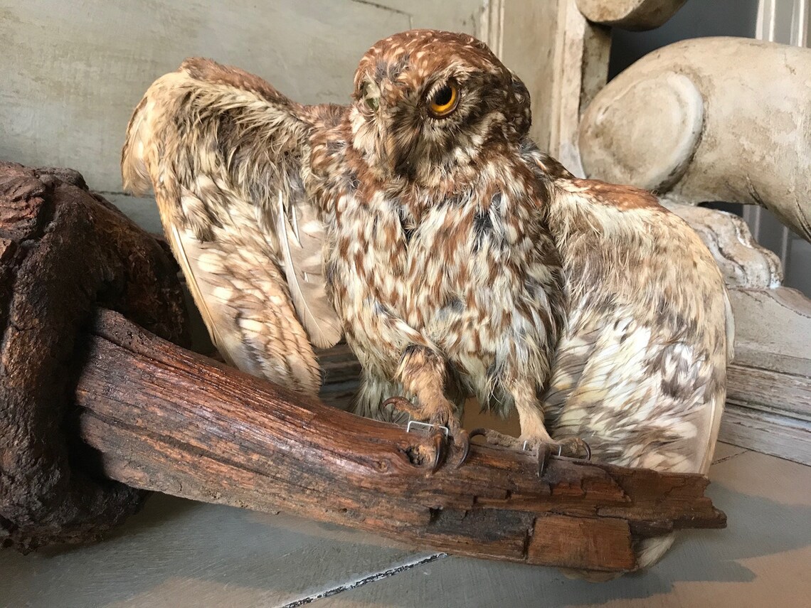 Vintage Taxidermy Owls Mounted Taxidermy Birds A pair of Etsy