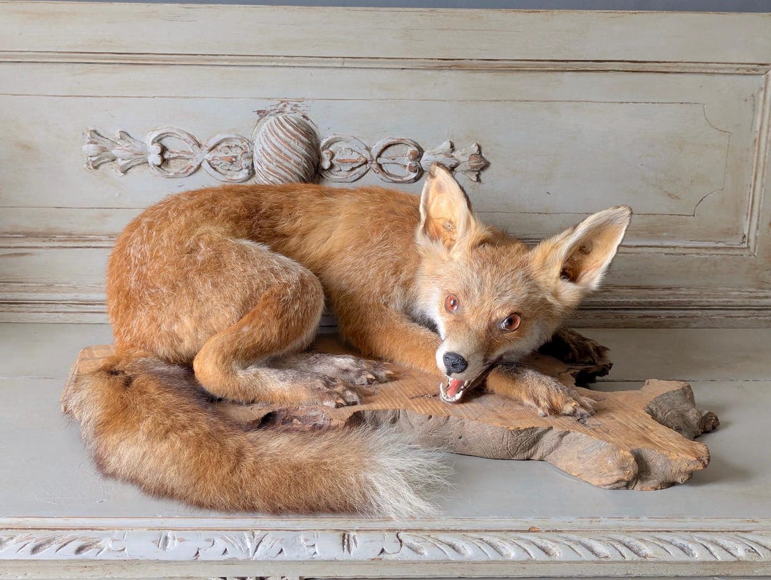 Fox Cupboard Vintage French Taxidermy Fox, Naturalised Fox, Cabinet of Curiosities ...