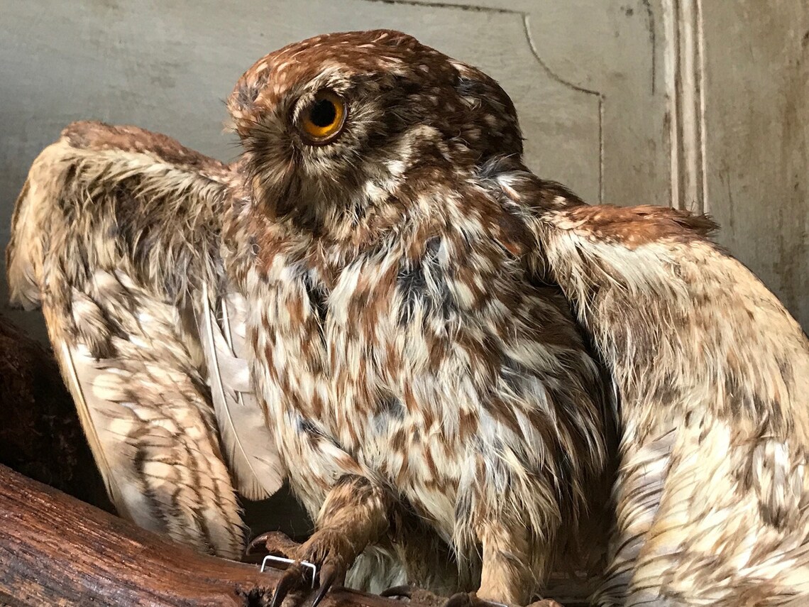 Vintage Taxidermy Owls Mounted Taxidermy Birds A pair of Etsy