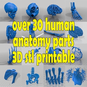 May include: Over 30 3D printable human anatomy parts, including a skull, brain, heart, skeleton, and more. The parts are blue and are shown on a grey background.