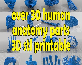 over 30 human anatomy parts- 3D printable stl