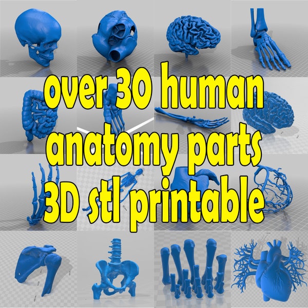 over 30 human anatomy parts- 3D printable stl