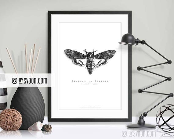 Deaths Head Hawk Moth in Back or White Box Frame Acherontia atropos