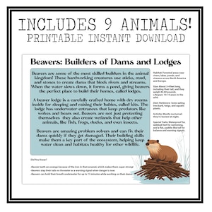 Animal Architects Bulletin Board Set | Habitat and Ecosystem Posters ...
