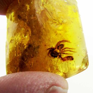 Amber WITH fossilized INSECTS, natural Copal