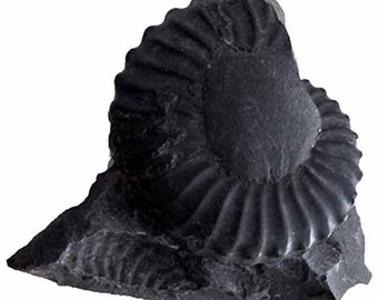 Black Ammonite Fossil Double-Sided – Natural Fossil Specimen
