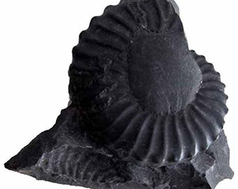 Atemberaubendes doppelseitiges schwarzes Ammonitenfossil: ein Juwel der Geschichte