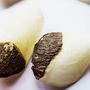 Peut inclure: Deux coquilles de palourdes blanches avec des marques brunes texturées à l'intérieur. Les coquilles sont lisses et ont une forme légèrement incurvée.