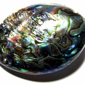 May include: A close-up of an iridescent abalone shell with a green, blue, and purple colour pattern.