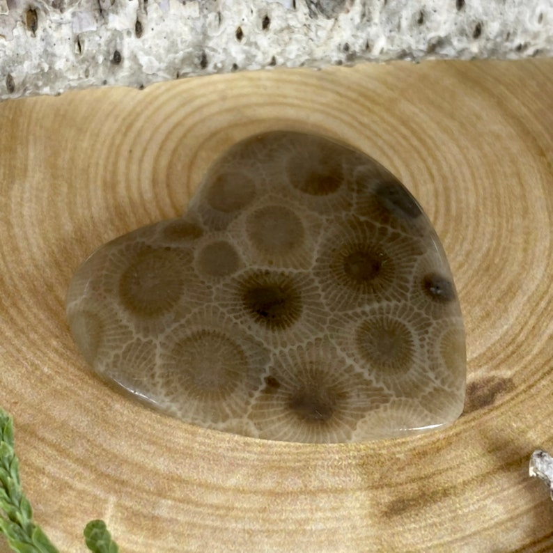 Petoskey Stone Heart Cabochon