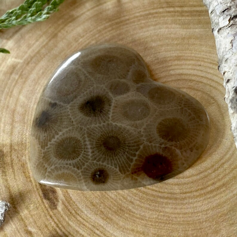 Petoskey Stone Heart Cabochon