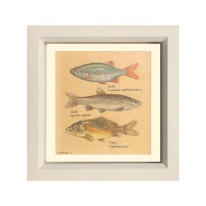 Peut inclure: Une illustration vintage de trois poissons : un rotengle (Scardinius erythrophthalmus), un chevesne (Squalius cephalus) et une carpe (Cyprinus carpio). L’illustration est dans un cadre brun clair.