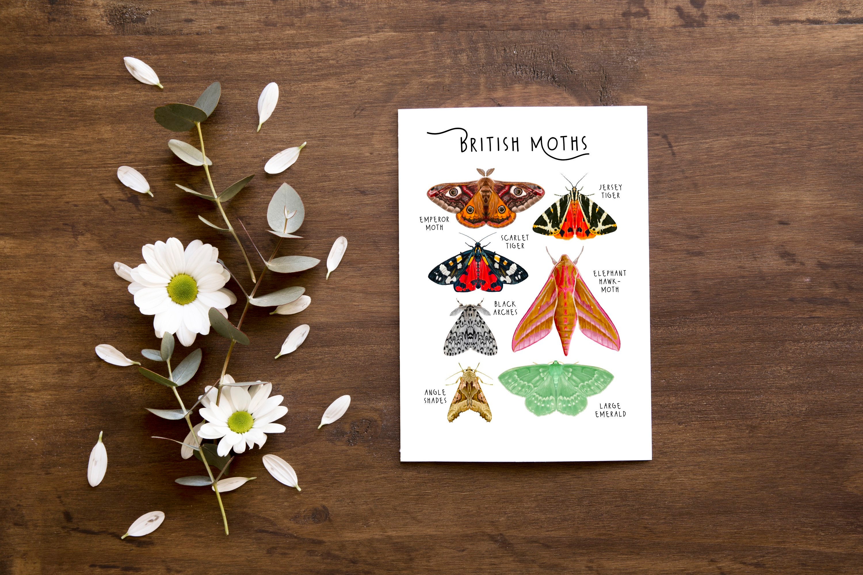 British Moths Fine Art Poster Print A4 Educational Scientific ...