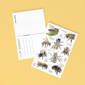 British Bees A6 Postkarte mit Originalzeichnungen britischer Bienenarten