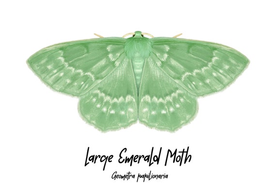 Large Emerald Moth Fine Art Print A5 Illustration Drawing