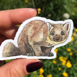 Pode incluir: Um autocolante com uma ilustração em aquarela de uma marta. O animal é castanho com a garganta amarela e um contorno branco. O autocolante é segurado contra um fundo desfocado de flores verdes e amarelas.