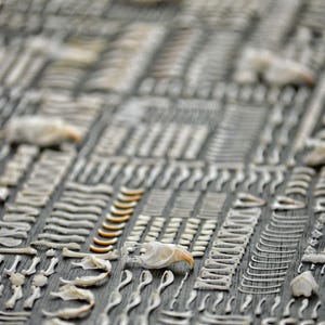 May include: Detailed shot of a grey surface adorned with small, off-white bone fragments and shells. The arrangement forms a textured pattern, creating a natural, organic design. The overall effect is intricate.